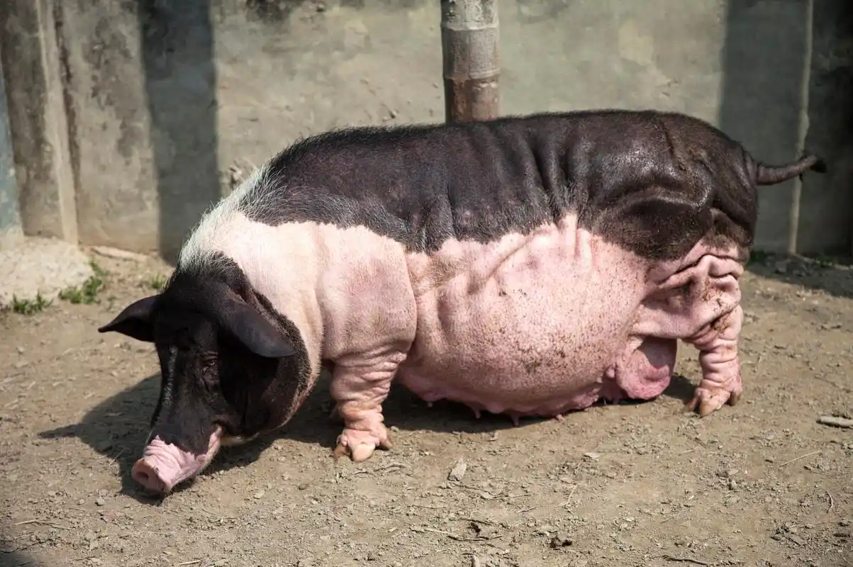 猪瘟灾情下的猪队友:胖墩儿猪拯救世界"  大家好,我是这篇搞笑文章的