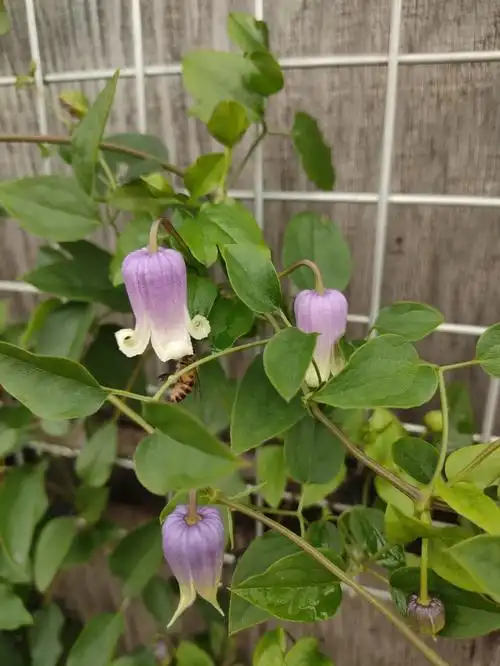 几张有好几个品种忘了哪个是哪个了#铁线莲#铁线莲铃铛#铁线莲如古