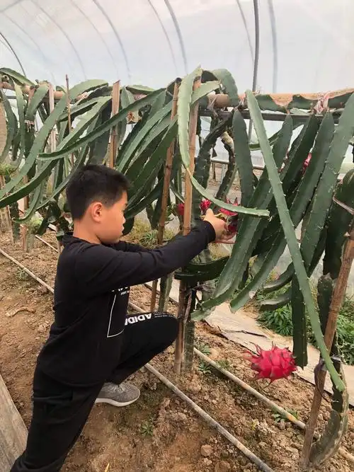 们终于控制不住体内的洪荒之力了,拿起剪刀开启采摘火龙果的奇妙之旅