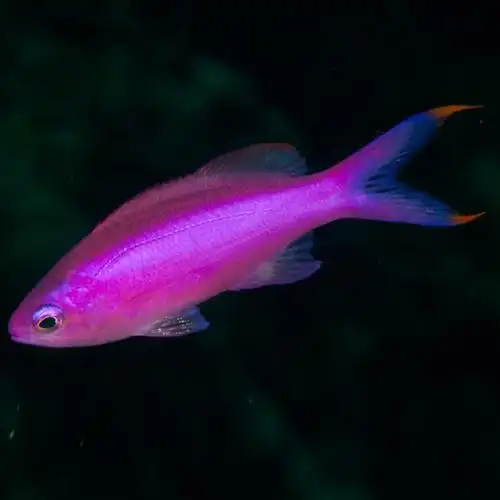 宝石紫罗紫罗兰兰海金鱼蓝眼夏威夷紫印活体海水鱼