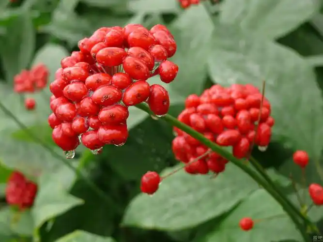 人参百科——植物人参名称与分类