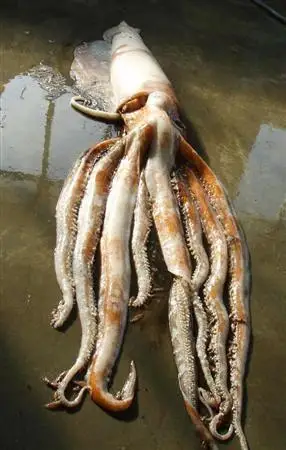 日本富山连续2天捕获巨型乌贼 其味如嚼盐块(图)