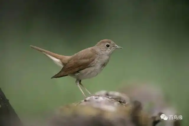 雀形目鸟类图谱大全(4)