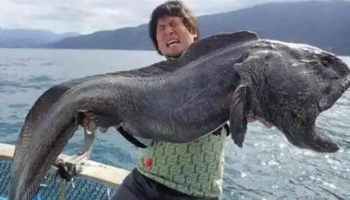 核污染到底有多可怕日本核泄漏后,变异生物随处可见_核辐射|日本|核能