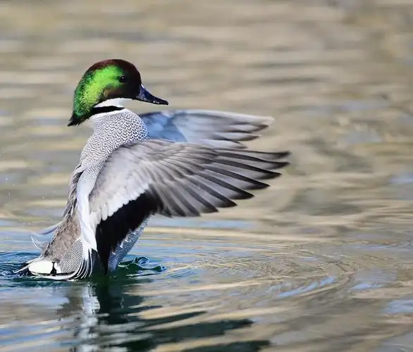 【套图】漂亮的罗纹鸭-蜂鸟网