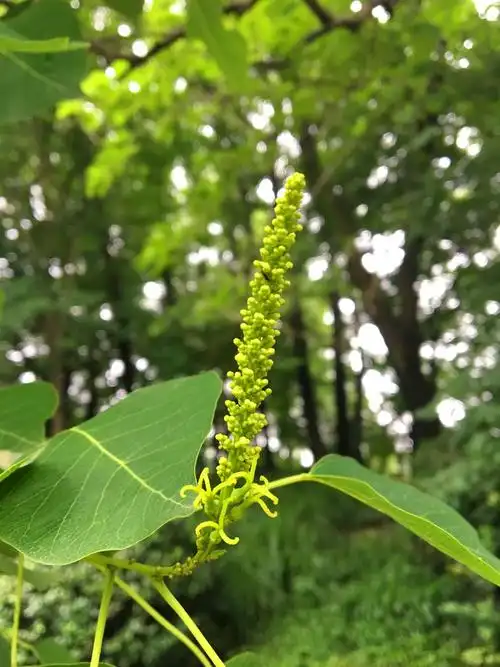 报送园艺科2018年6月上海植物园发布夏至时节赏花花讯改小乌桕