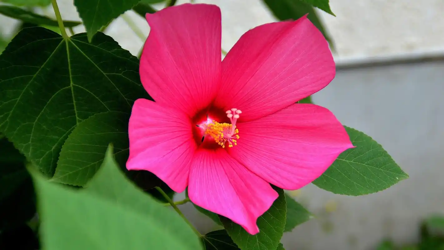 木芙蓉植物图片1080p高清电脑壁纸下载