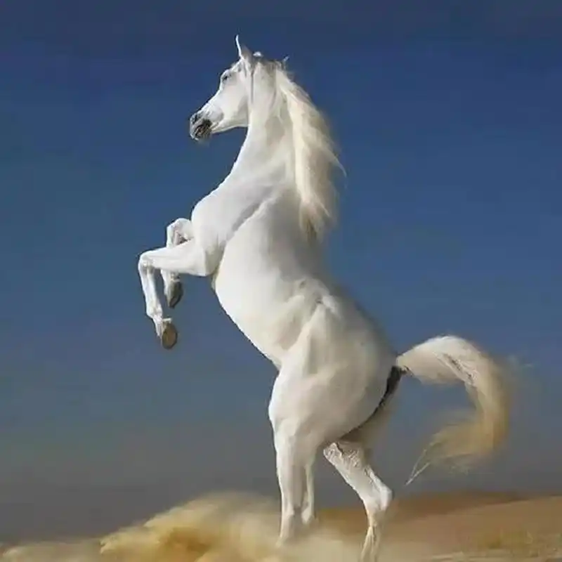 出产于土库曼斯坦的阿哈尔捷金马,俗称汗血宝马,价值八千万一匹,据