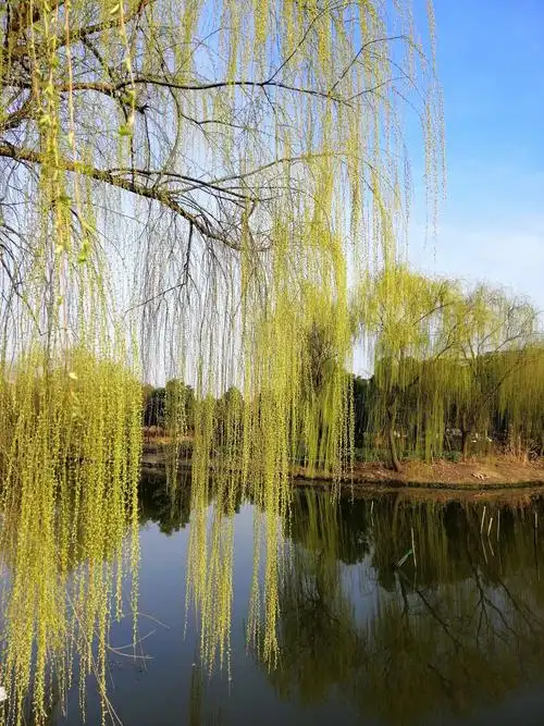 《春风拂柳》 - 美篇