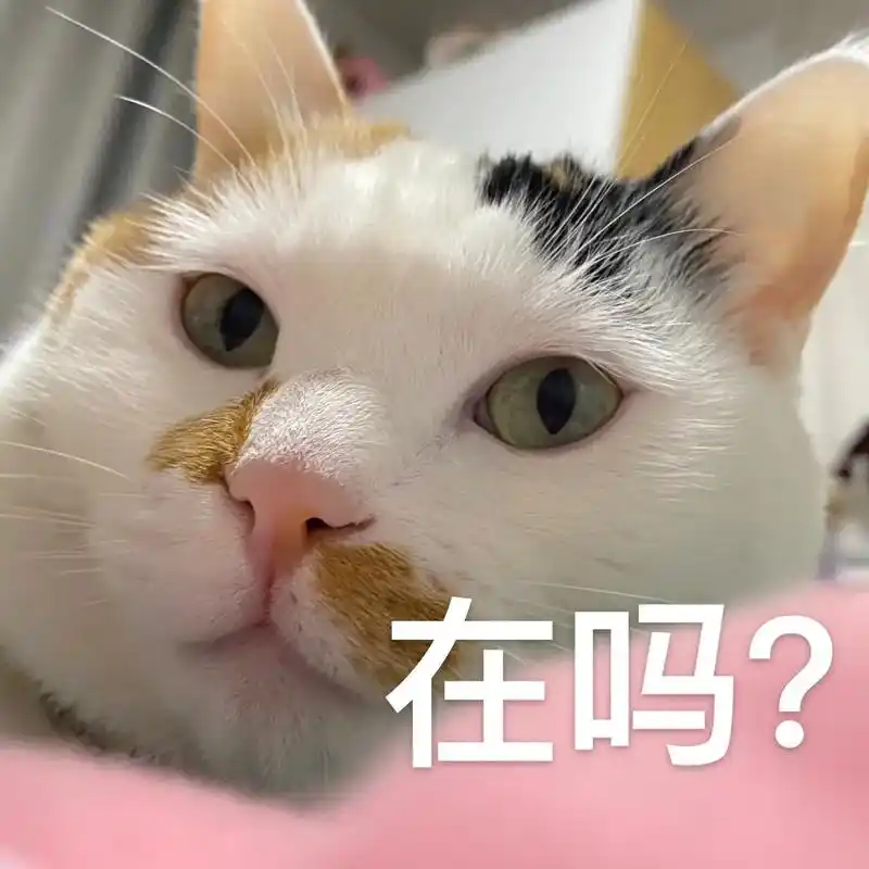 纯纯面瘫猫咪的沙雕表情包!看看我的宝在干嘛! #桔子的猫 # - 抖音