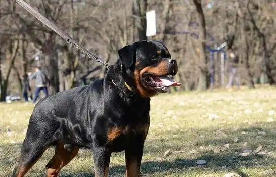 警犬中的战斗机罗威纳一般人不敢养怕你难以招架