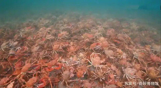 澳洲螃蟹泛滥,上万螃蟹迁徙聚集只为两个目的