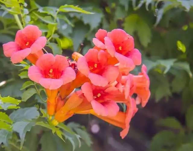 凌霄花图片(美国凌霄花图片)