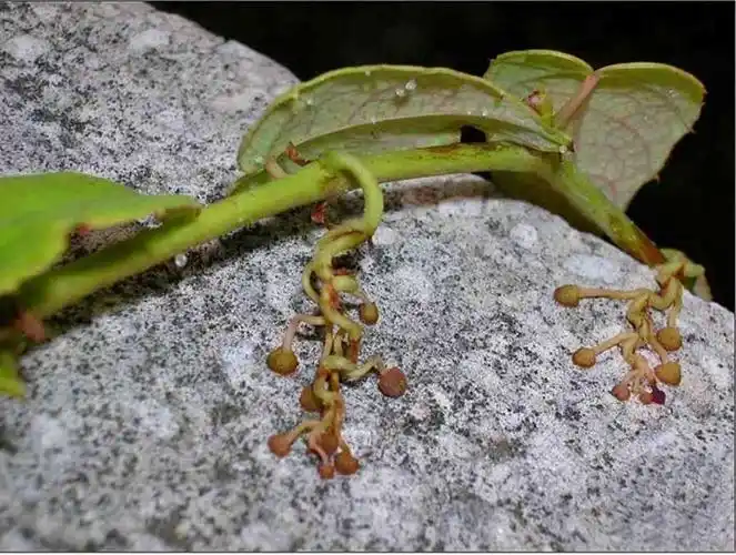 植物学听课笔记(二)——茎