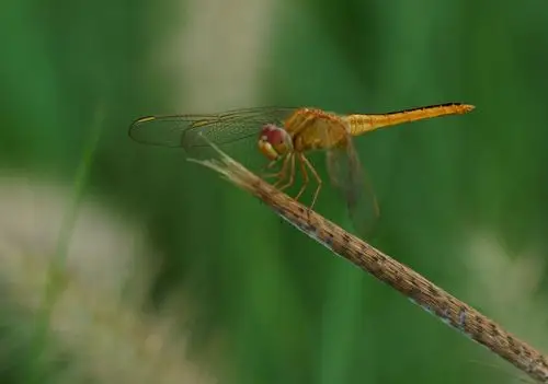 夏日蜻蜓拍不够