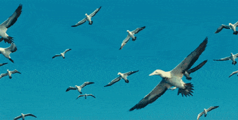 飞鸟翅膀天空蓝色gif动图_动态图_表情包下载_soogif