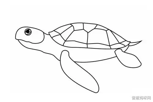 海龟简笔画画法步骤