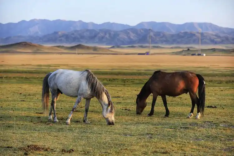 马背上的哈萨克族