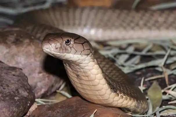 巨型的有毒蛇类-眼镜王蛇