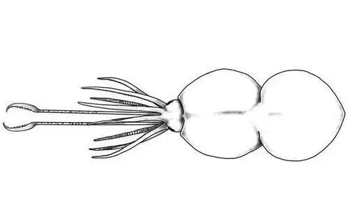 为什么人类不吃大王酸浆鱿鱼?能吃吗?