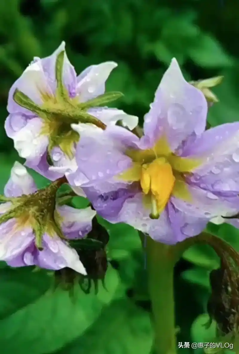 土豆花 又称:洋芋花,马铃薯花. 花瓣柔美,花色纯洁 不娇不 - 抖音