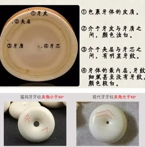 如果你想了解关于猛犸象牙更多知识,鉴定真假办法,目前行情价格,欢迎