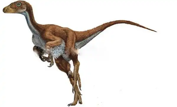 酋尔龙阿根廷大型食肉恐龙长6米距今7000万年前