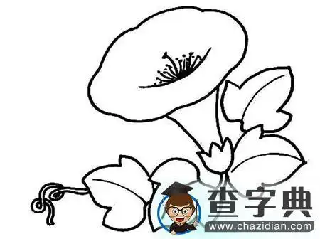 简笔画花爬藤牵牛花