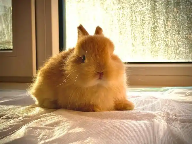 黄色双血统侏儒兔