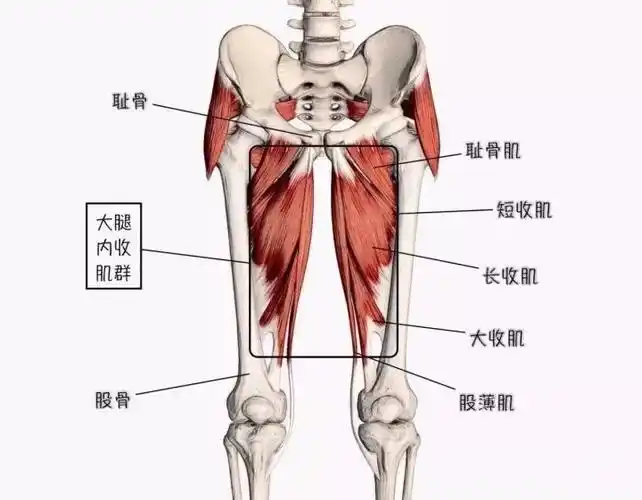 大腿内收肌群抗阻训练之坐姿夹腿