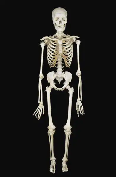 人体骨骼图片_图片大全
