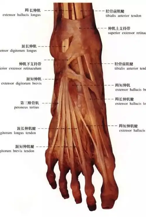 大家可以看到下图,神奇的2-5脚趾的肌腱最后是汇集在了一起.