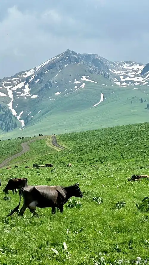 这个夏天就来新疆伊犁吧#新疆旅行