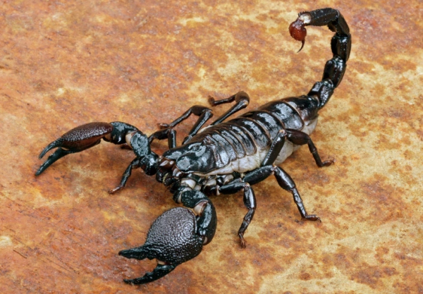 为什么蝎子尾巴有毒