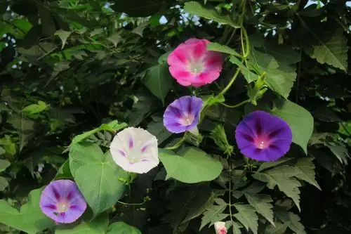 圆叶牵牛.村民不解:这花我们拔都拔不及,你们还种?