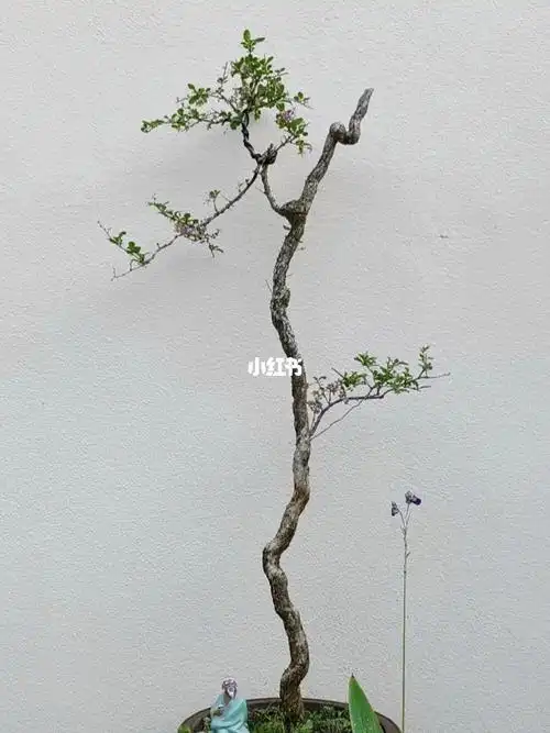 一颗枸杞文人小老树,苍老高杆,一顶一瓢一配枝!#枸杞 #农村小院 #盆景