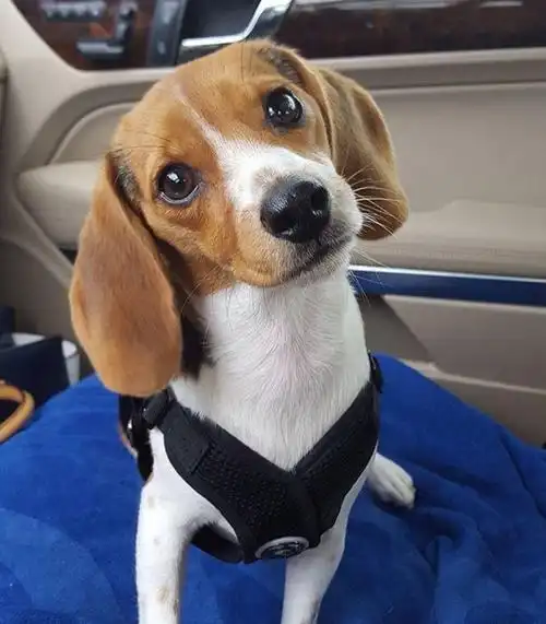 晞子这张卷毛刘海好像像比格的大耳朵耷拉在脑袋两边啊,太狗了太可爱