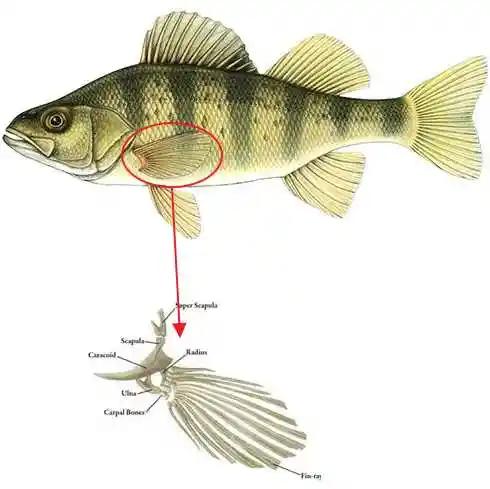 如果羊膜动物和两栖动物全部灭绝,鱼类还可能重新登陆吗?