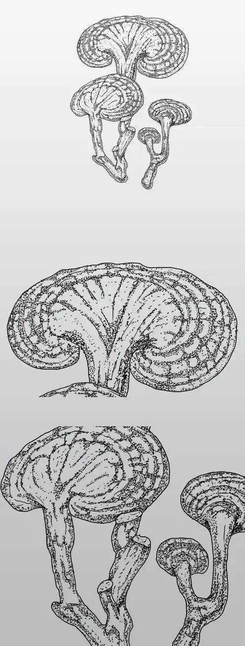 原创黑白灵芝中草药插画保健品包装设计素材下载