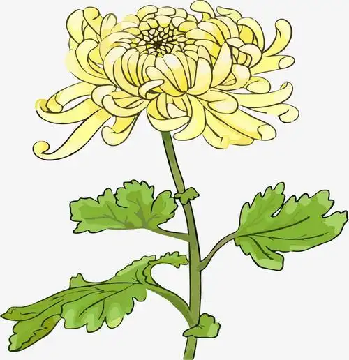 菊花简笔画彩色大图