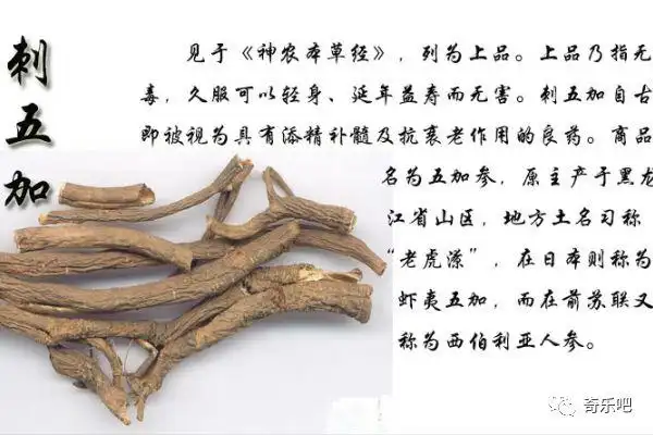 "宝藏"中药:刺五加,益肾强腰,补气健脾!还能祛风湿