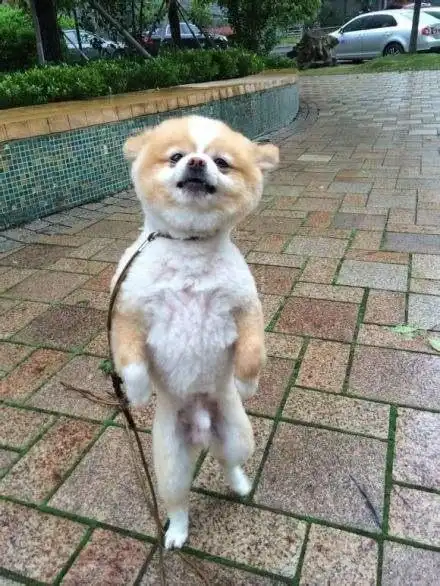 直立行走的汪星人_幽默搞笑_美桌图片库周星驰系列16种嚣张走路姿势这