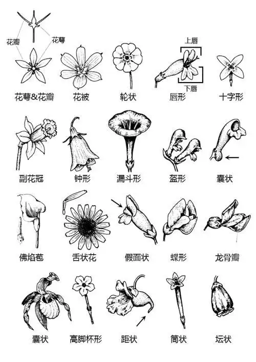 不同花冠类型的花简笔画