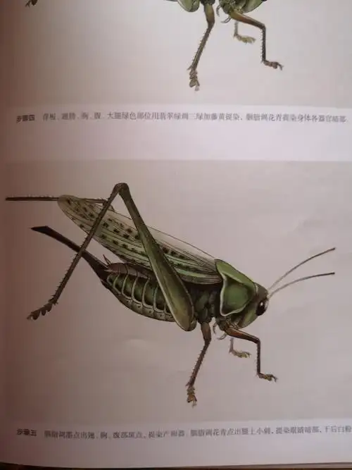 工笔草虫 王永才