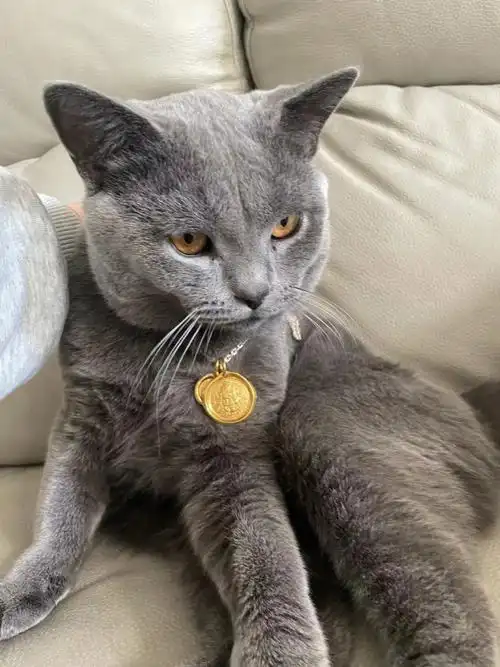 贵气十足的猫黄金傍身贵不可言