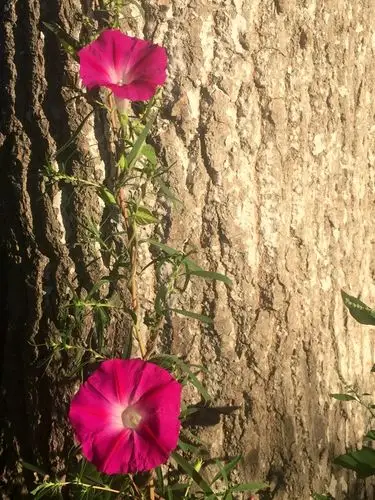 早上起来跑完步,河边的牵牛花爬上了大树,开了两朵绚丽的花,有点像
