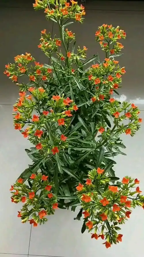 凤尾长寿花好看吧!