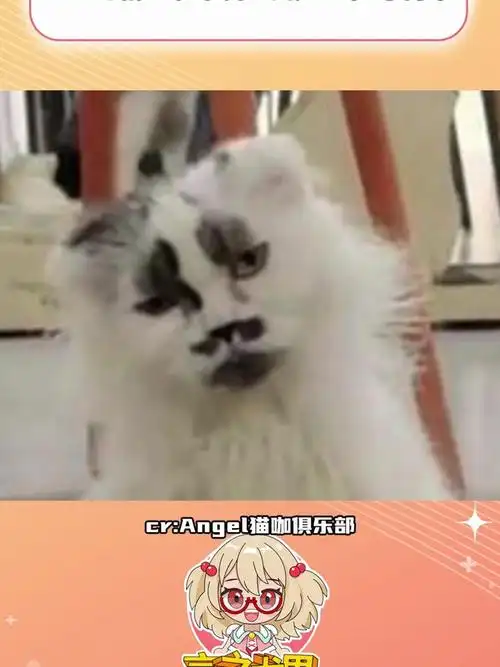 怎么能有猫长得这么像表情包的