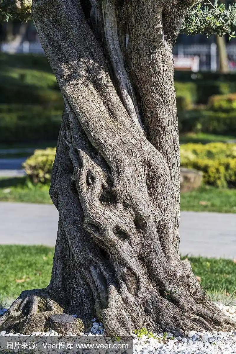 土耳其自然界中的矮松树干