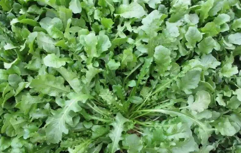 苦菜既可以沾甜面酱生吃,也可以做豆腐渣吃.